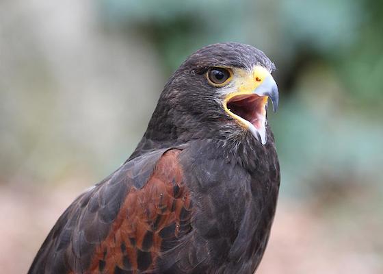 Harris_Hawk_calling_2_w