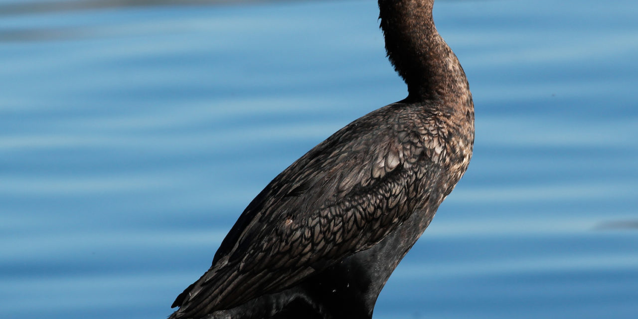 Watch a Double-crested Cormorant running across water in slow motion