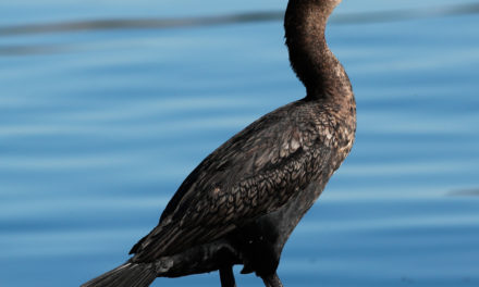 Watch a Double-crested Cormorant running across water in slow motion