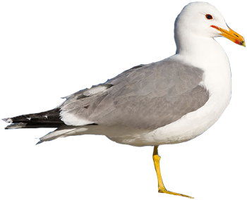 beginner birder - California Gull