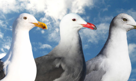 The Beginner Birder’s Gull Guide
