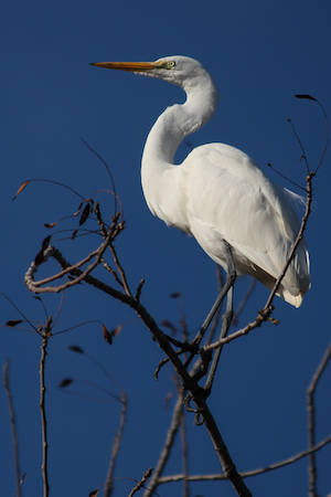 beginner birder