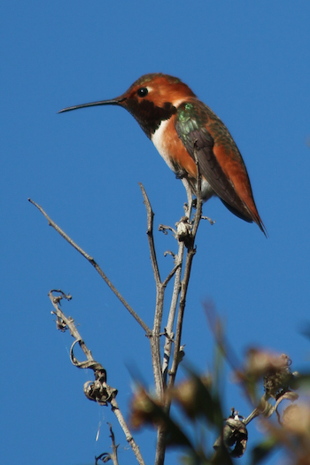 beginner birder