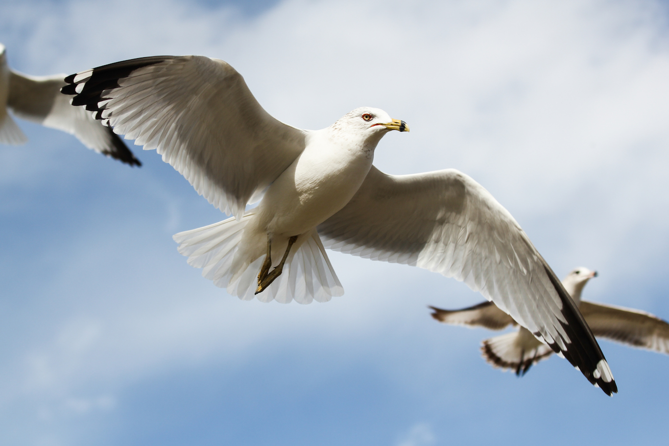 beginner birder