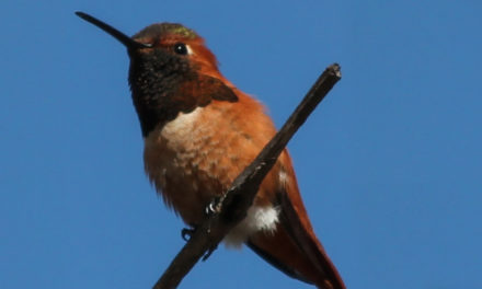 Sepulveda Basin – Birding Summary