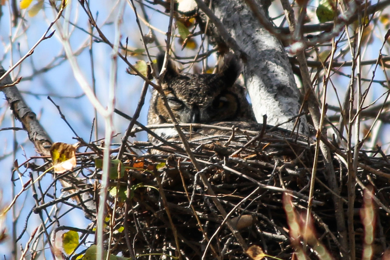 beginner birder