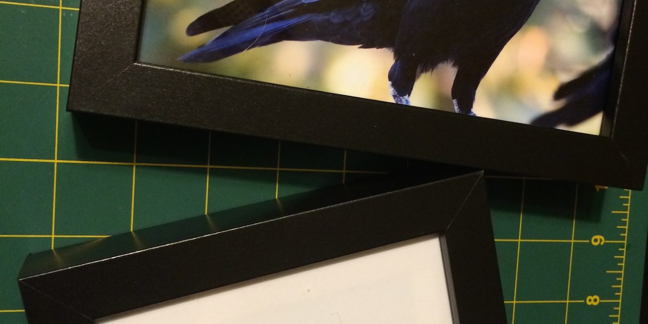 Tips for Printing Bird Photos