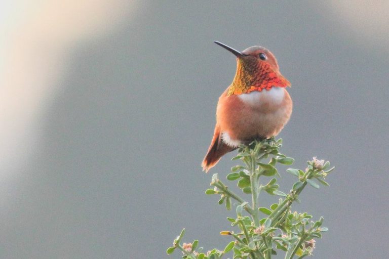 hummingbird feeder saftey