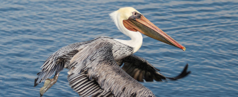 brown pelican