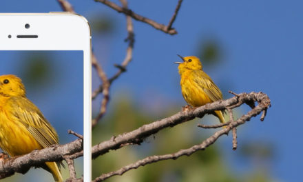Birdsnap App Review