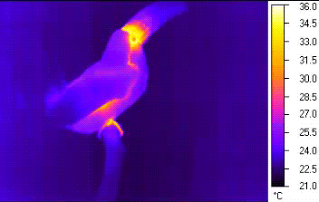 toucan heat regulation