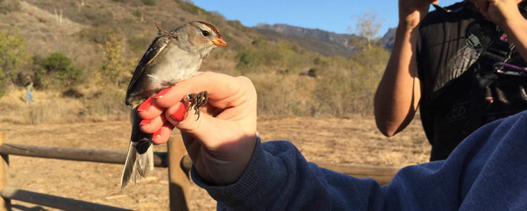 bird banding los angeles holding bird