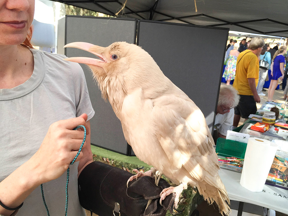 albino raven los angeles bird festival