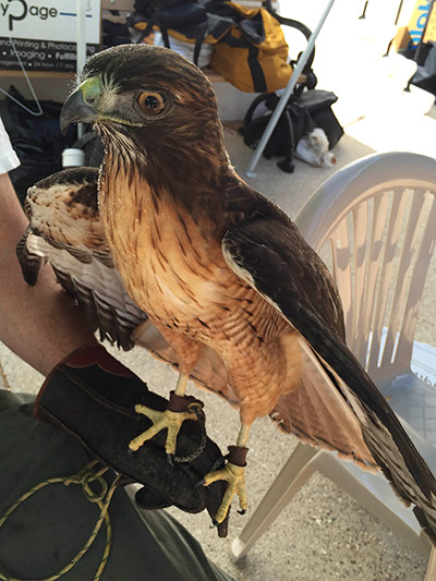 los angeles bird festival red-tailed hawk