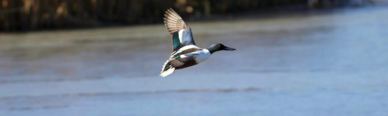 National Bird Day - Northern Shoveler