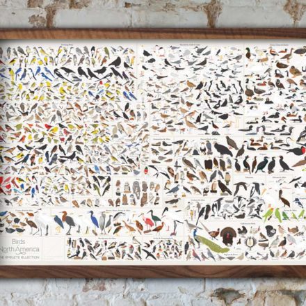 Pop Chart Lab Archives Because Birds Birds Of North America Poster Pop Chart Lab 740 Species