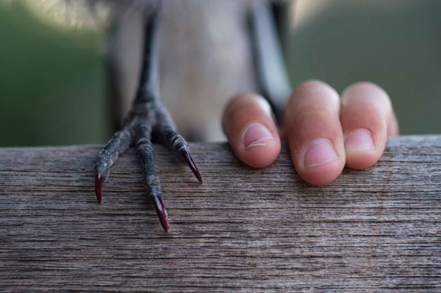 Boy Rescues Bird, Bird Becomes Honorary Family Member