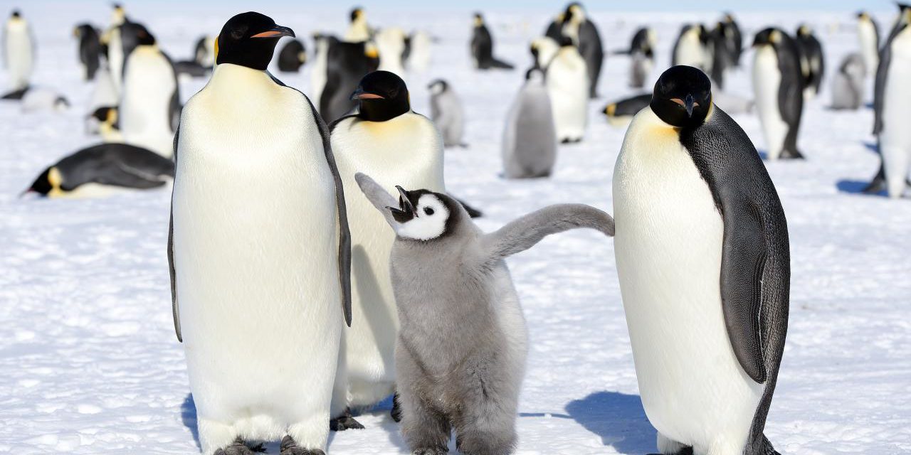 Why Do Penguins Waddle?