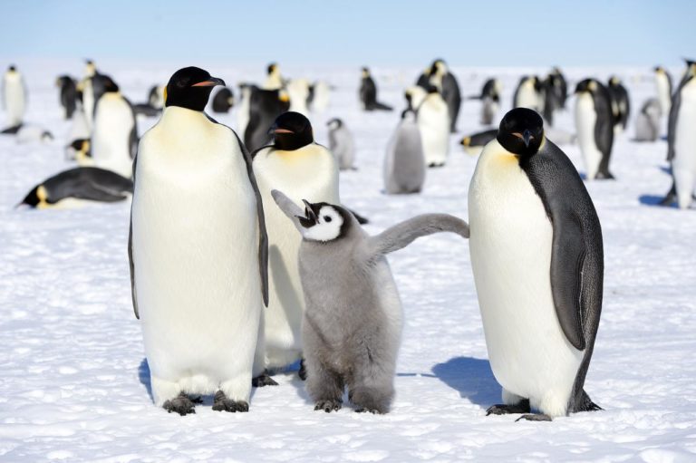 why do penguins waddle