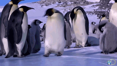 penguin waddle fall