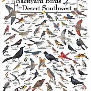 peterson's-backyard_birds_of_desert-southwest