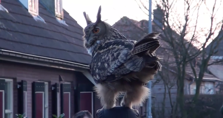 dutch cuddle owl