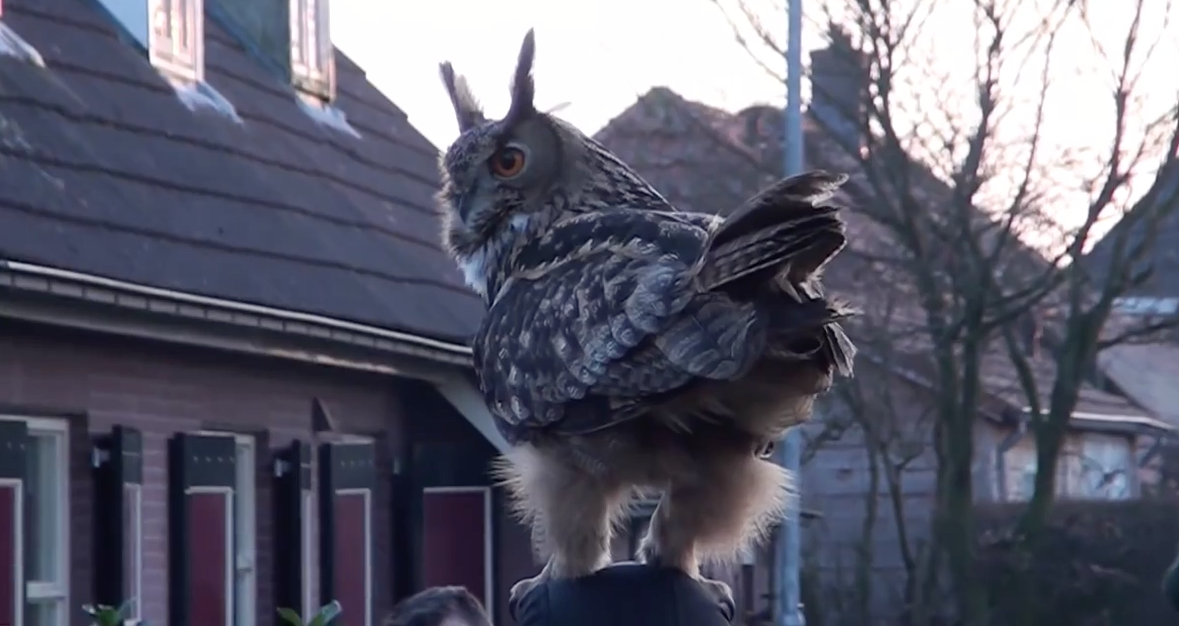 Dutch ‘Cuddly Owl’ Finally Caught on Video