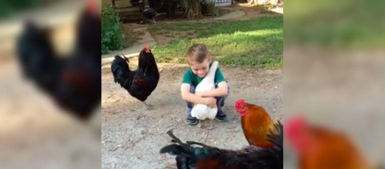 boy hugs chicken