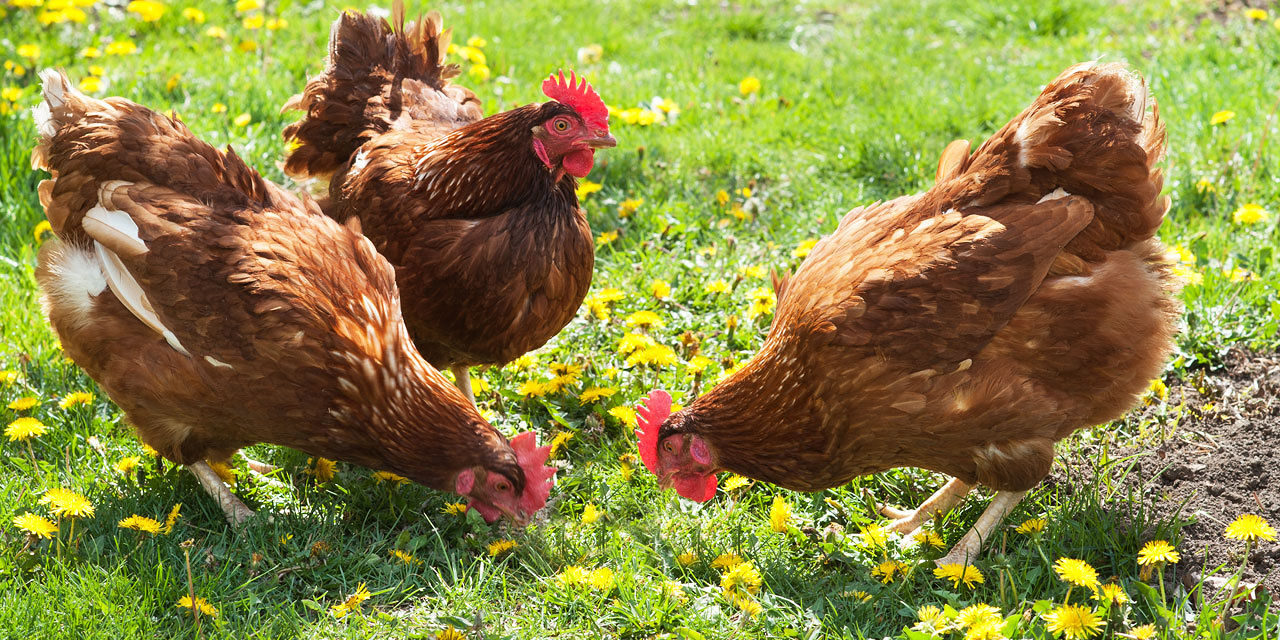 QUIZ: What Kind of Chicken Are You?