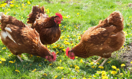 QUIZ: What Kind of Chicken Are You?
