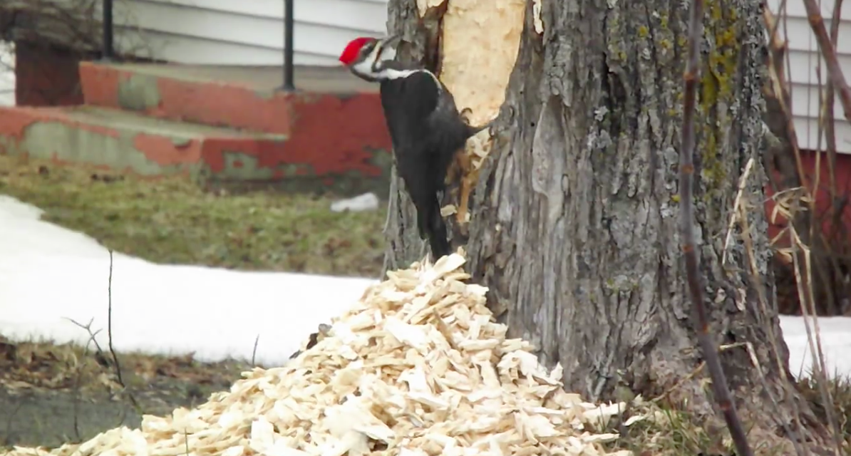 Pileated Woodpecker Absolutely Destroys Tree