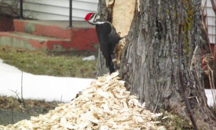 Pileated Woodpecker Absolutely Destroys Tree