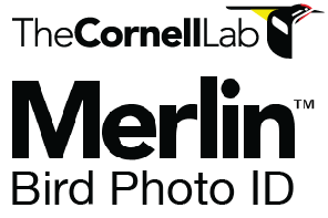 merlin logo