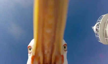 Seagull Steals a GoPro Camera