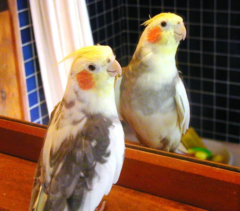 cockatiel pet bird