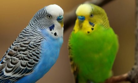 Parakeets Show Empathy Through Contagious Yawning