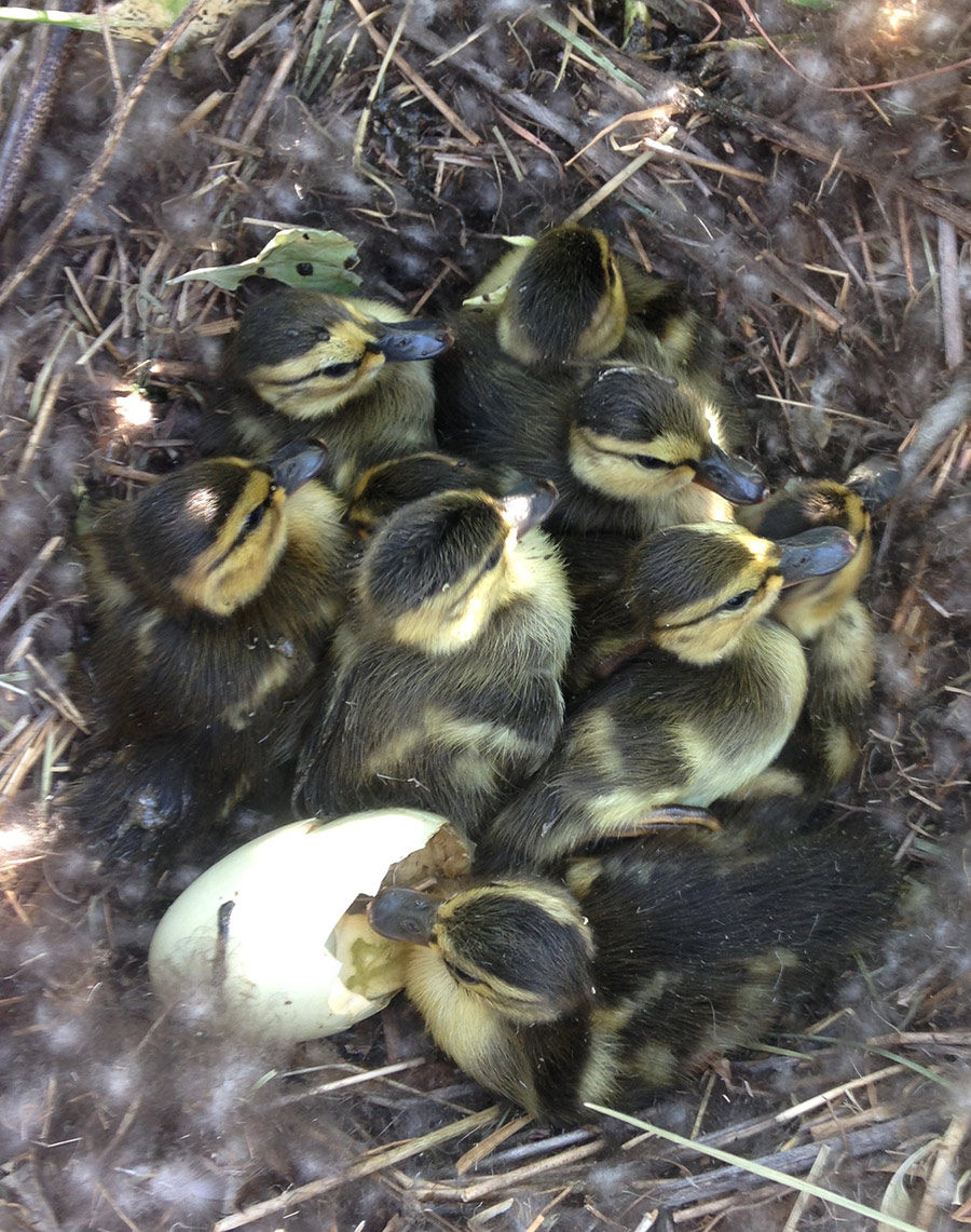 ducklings