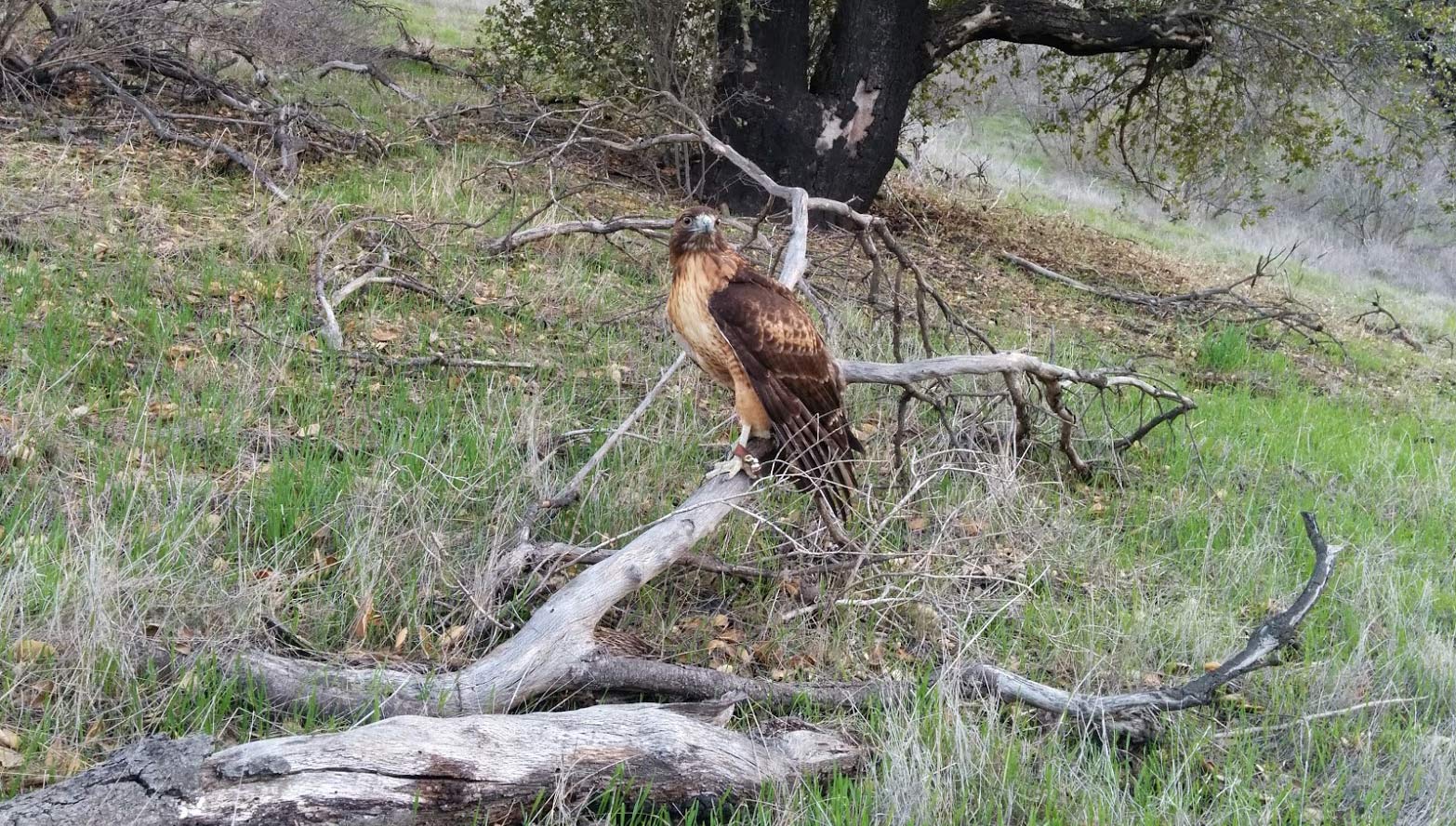 falconry-red-tailed-hawk-buddy-sitting-on-branch 