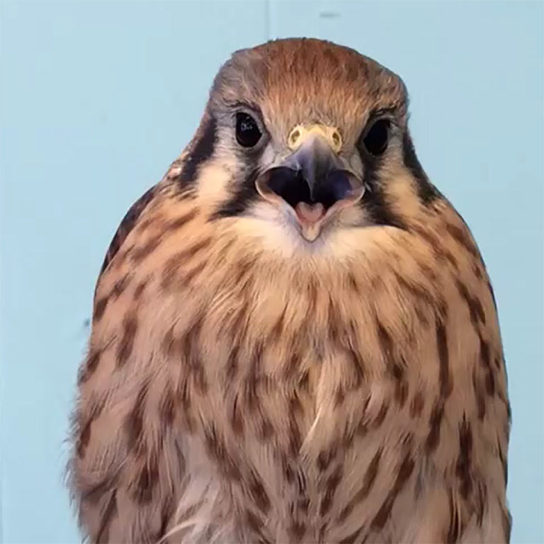 kestrel bird on tumblr cover