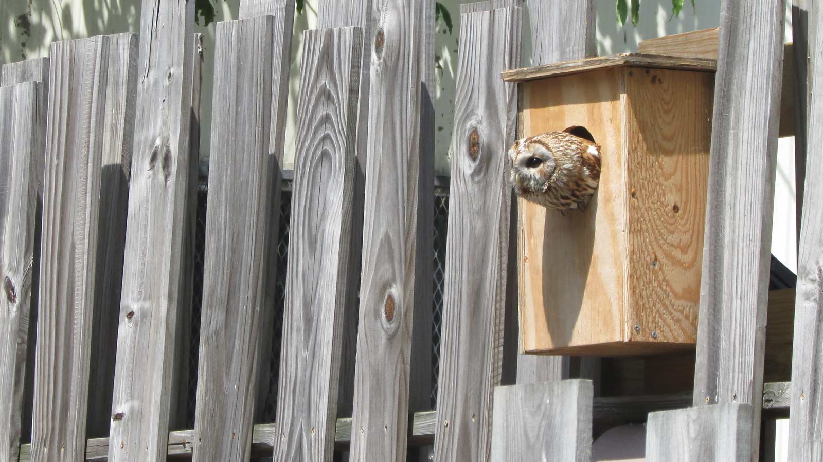 peabody-the-owl-waits-in-anticipation