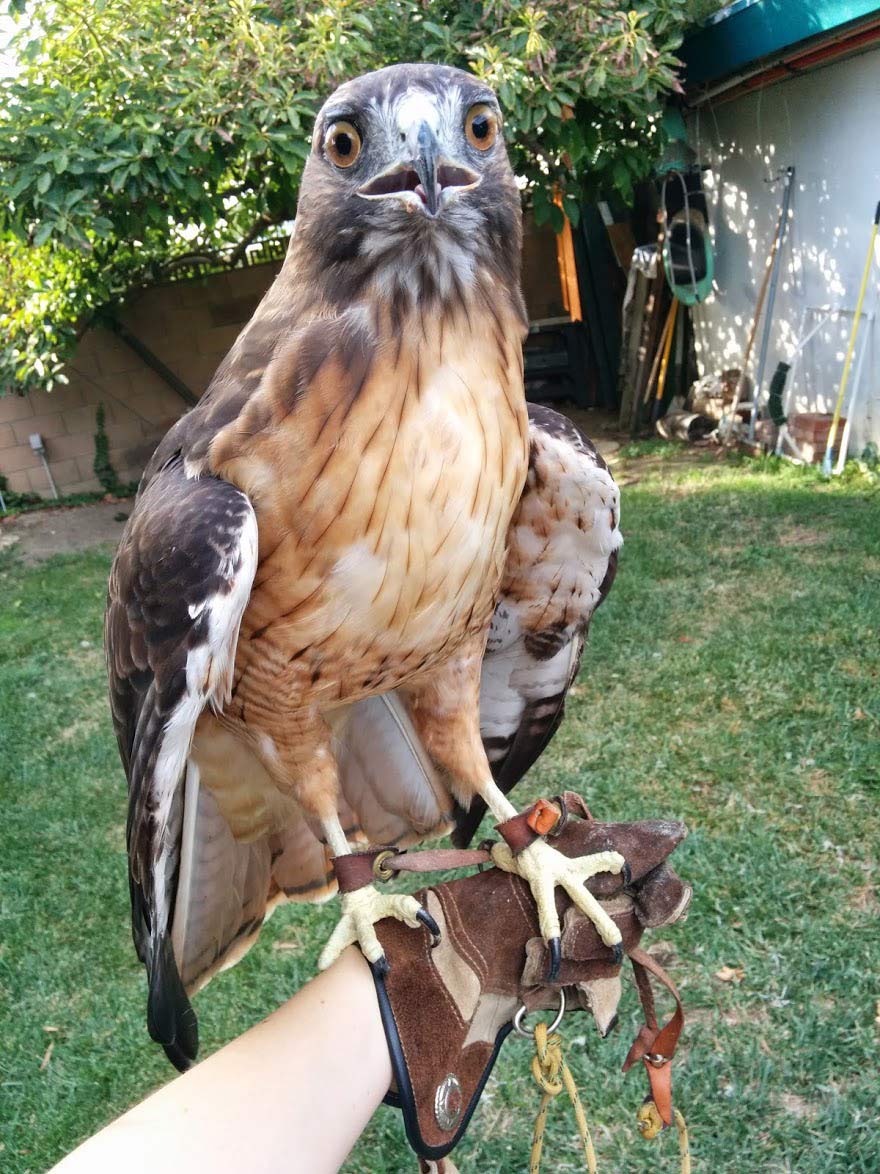 red-tailed-hawk-resting-on-glove