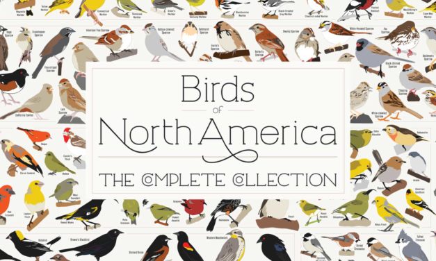 New Birds of North America Poster – 740+ Species