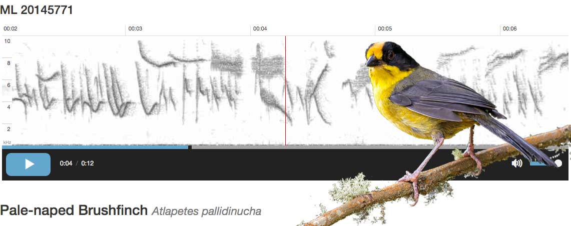 ebird audio example