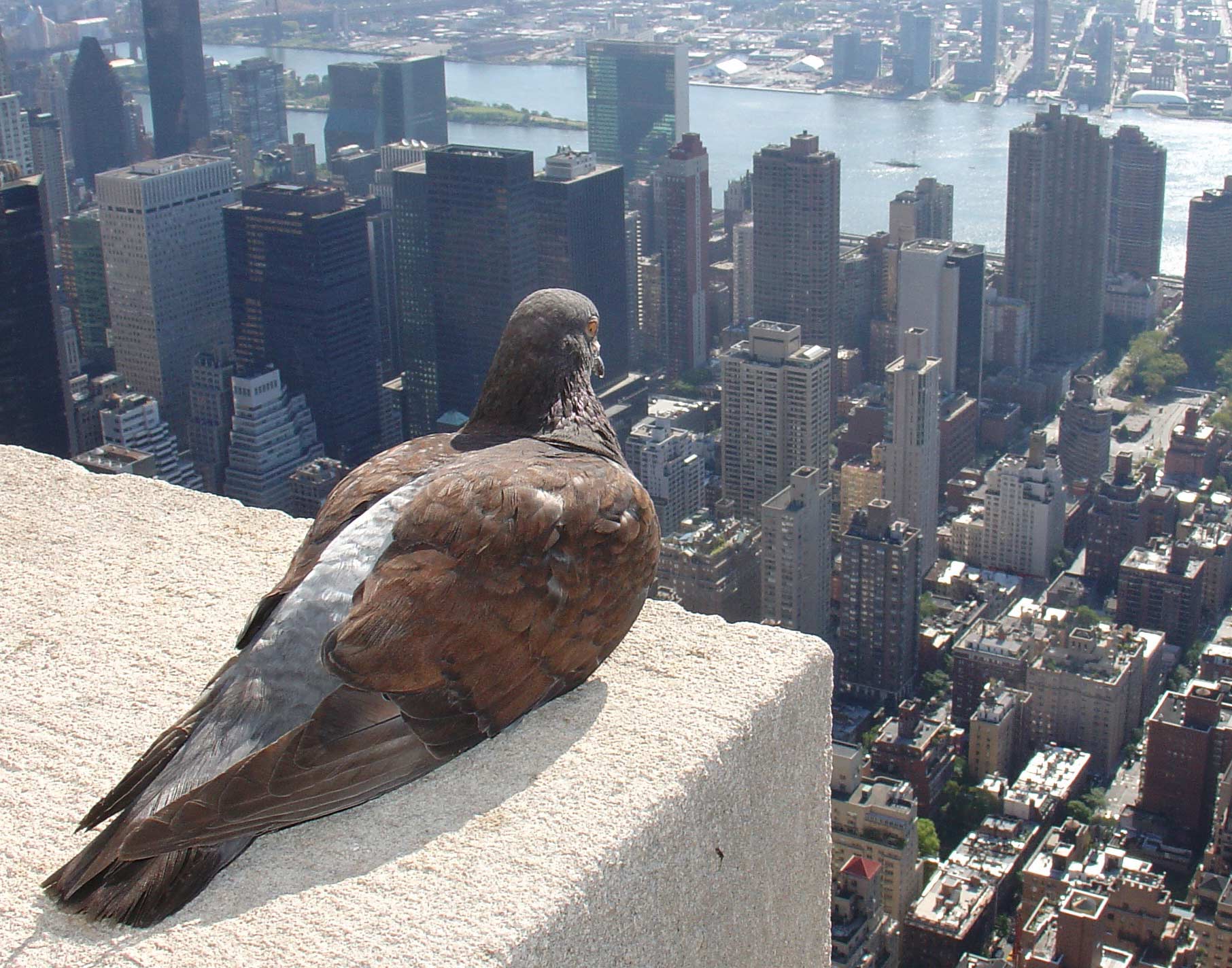 pigeon in city