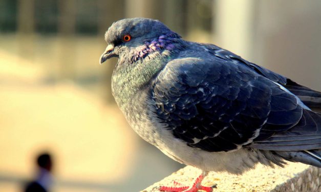 5 Things You Might Not Know About Pigeons