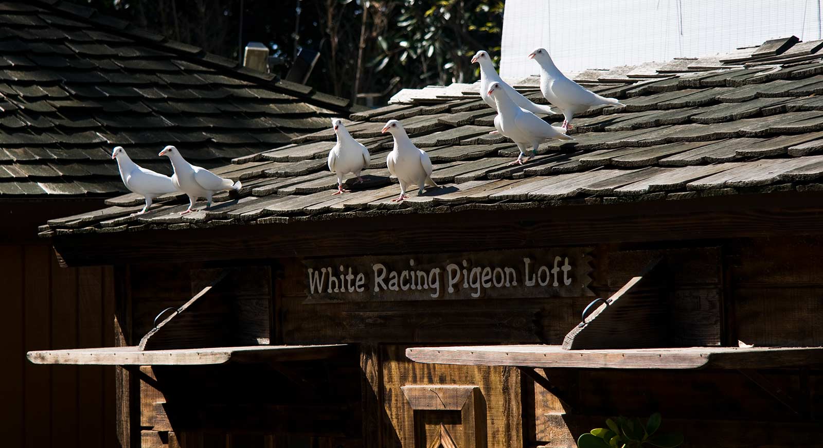 racing pigeons