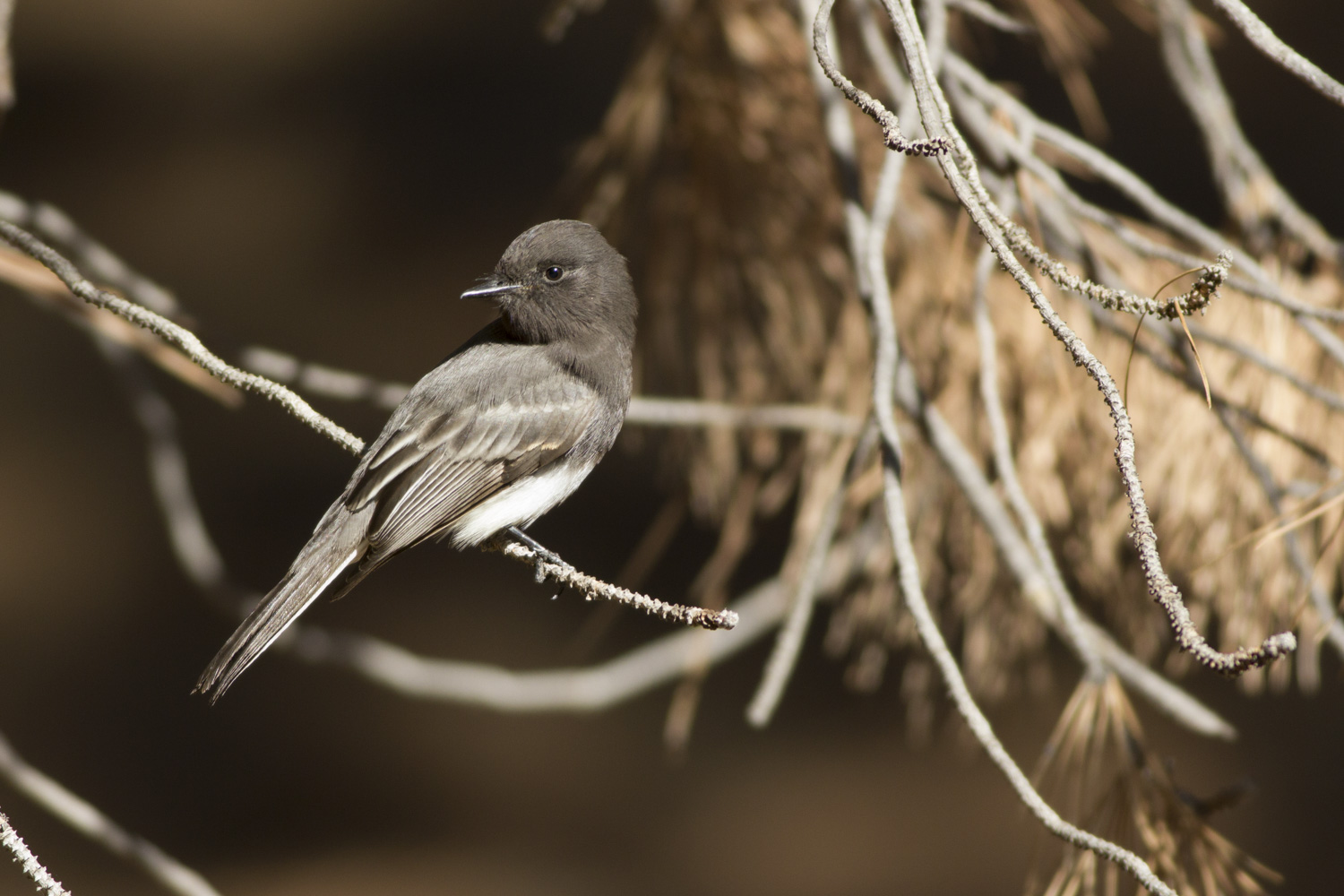 black phoebe christmas bird count limekiln