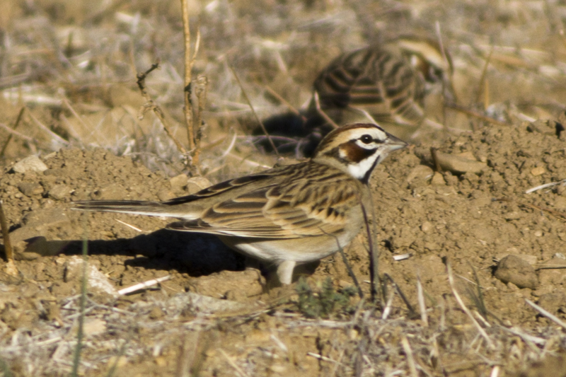 lark sparrow