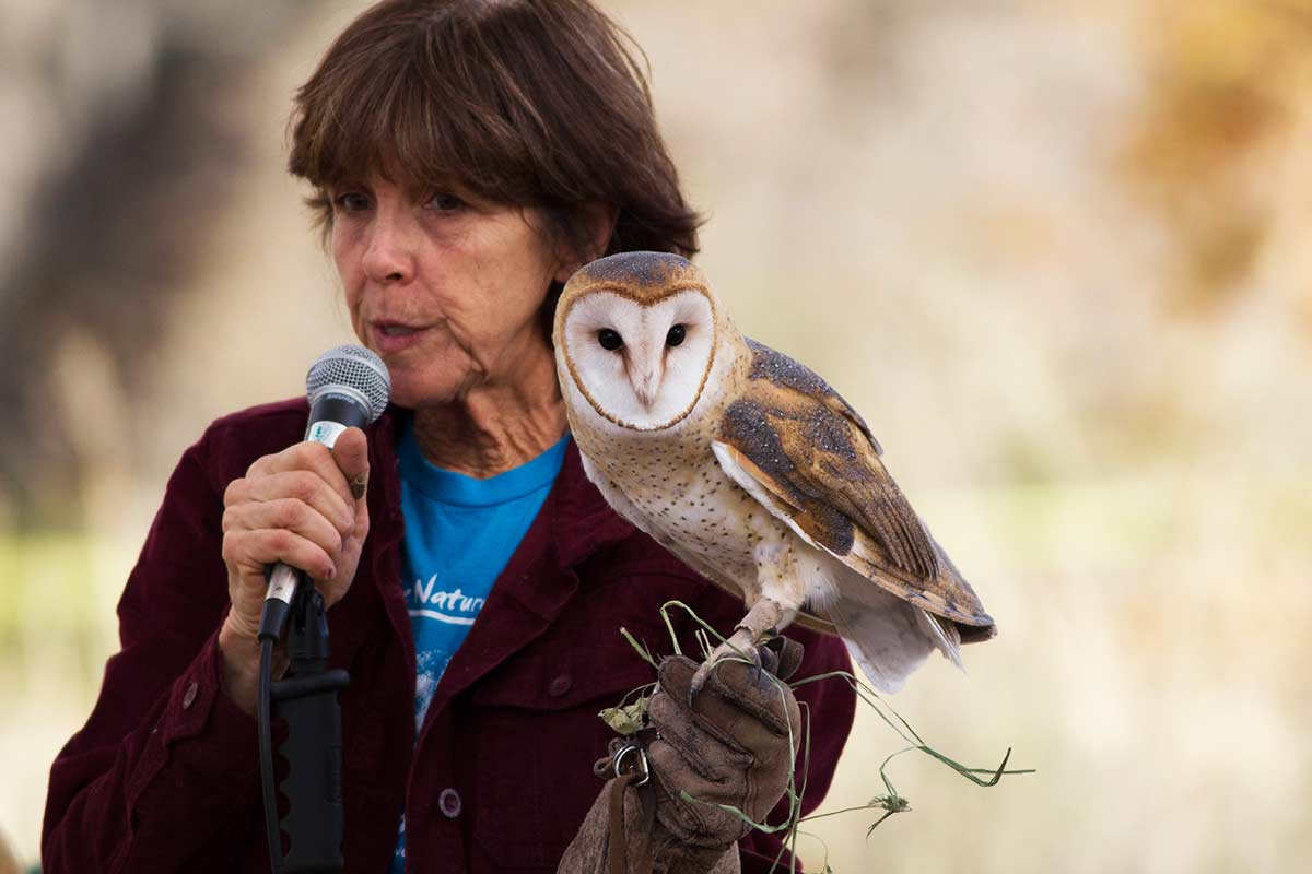 bird fest barn owl