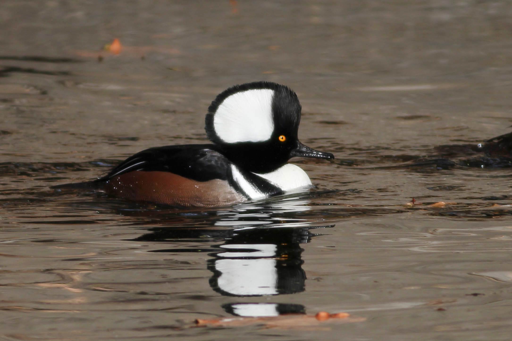 hooded merganser at los angeles bird fest